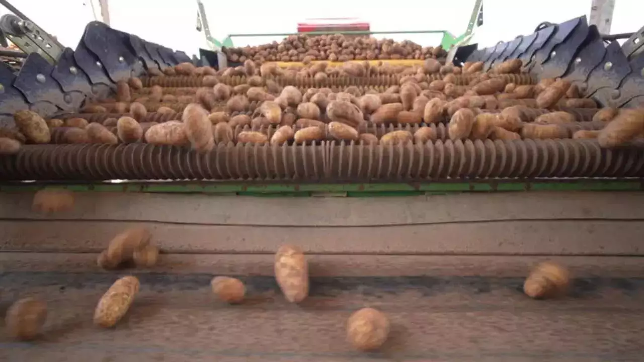 What’s Driving the Potato Price Surge in Kolkata?