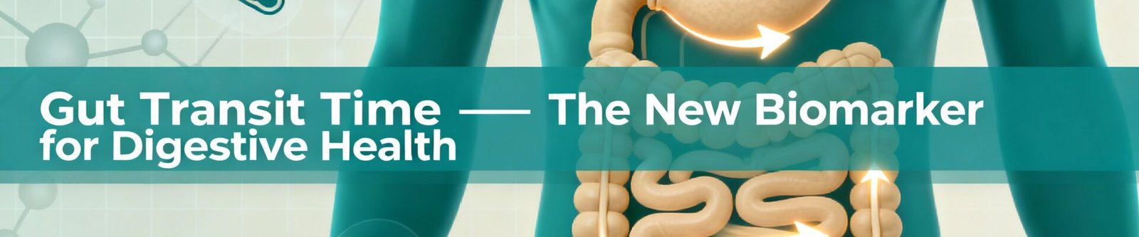gut transit time
