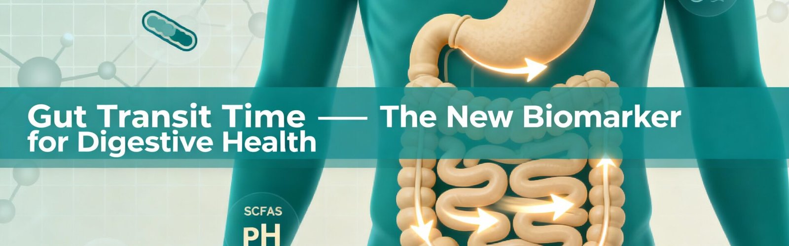 Gut Transit Time Breakthrough: The Science Revealing Whether Your Digestive System Is Ageing, Healing — or in Danger 1 gut transit time